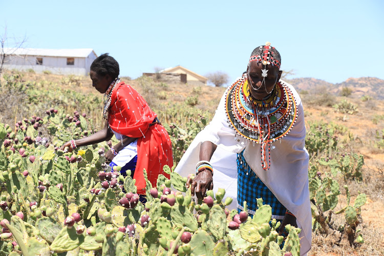 Margaret Mamai and other women infect opuntia cactus with cochineal insects, which can kill the plant.