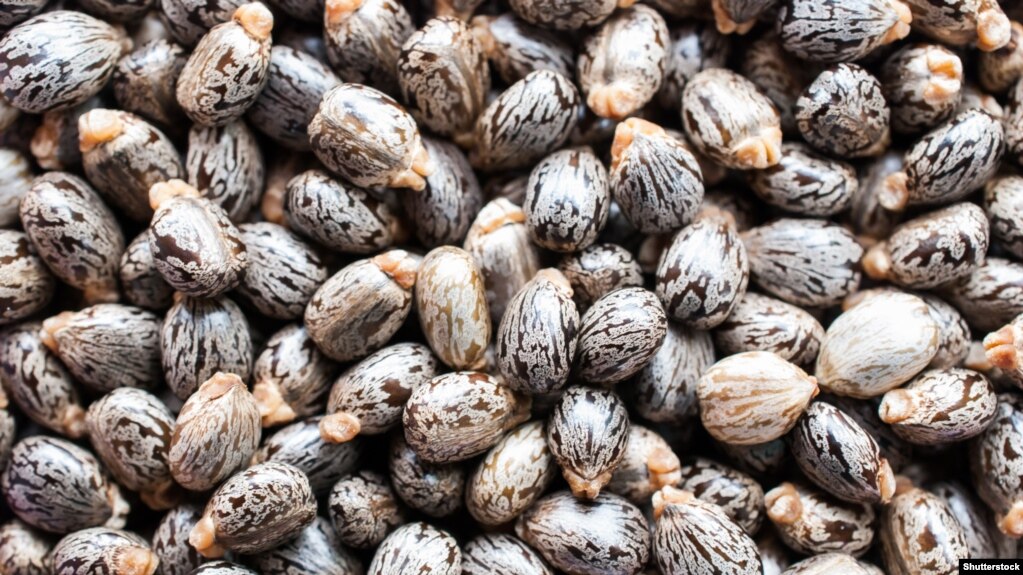 Castor beans are used to produce the deadly poison ricin, which was used to kill the Bulgarian dissident Georgi Markov in 1978.