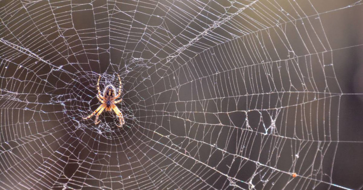 Some Spiders Tie up Females Before Mating to Avoid Being Eaten, Study Shows