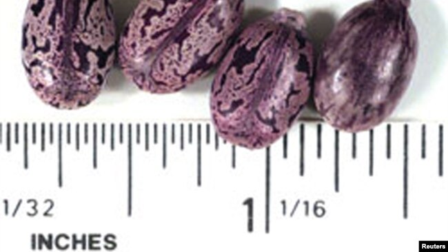 Castor beans