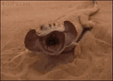 funny-hide.gif