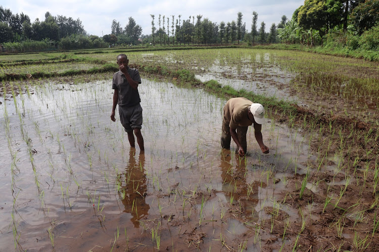 A rice field in Mwea, Kirinyaga county