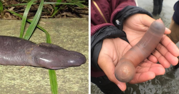 7 Animals That Look Exactly Like Dong