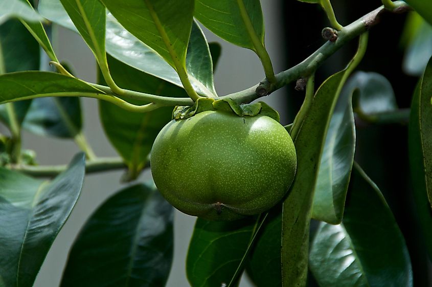 shutterstock-1449273062.jpg