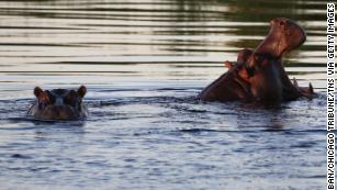 At least 28 hippos found dead in Ethiopia's national park