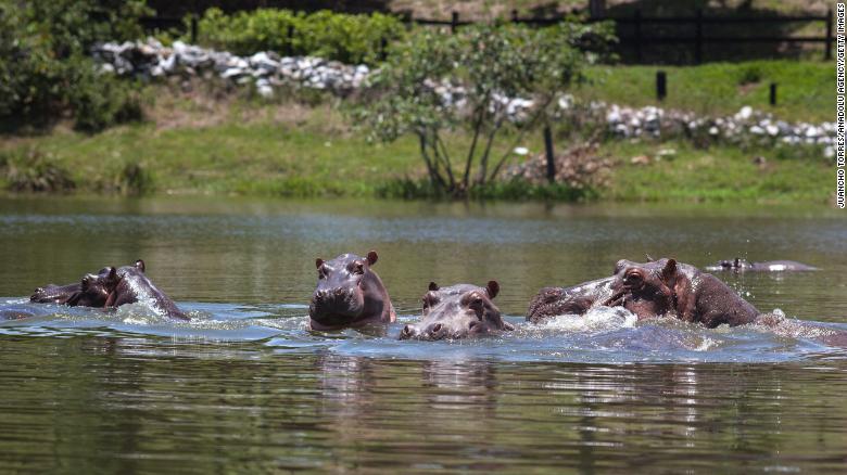 The hippopotamus population has grown steadily and the animals have become a hazard, the study argues.