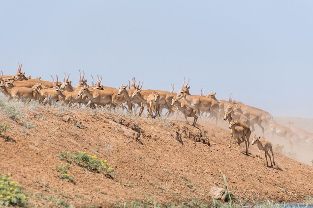 a herd of saiga