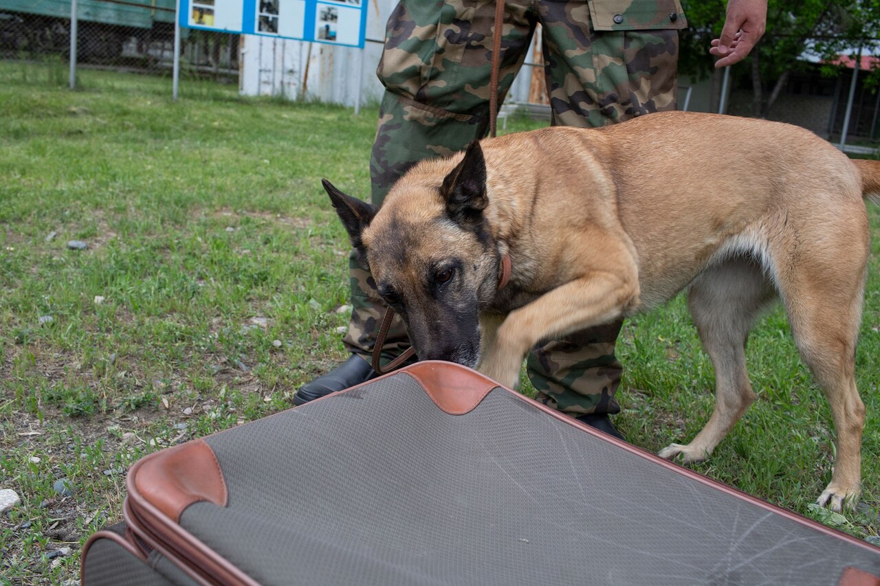 a dog training to identify saiga horns
