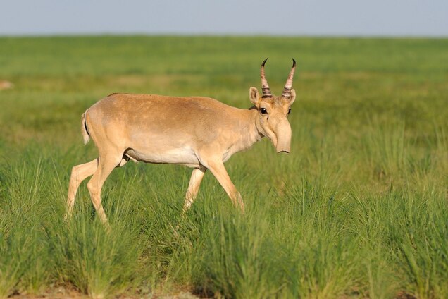 a male saiga antelope