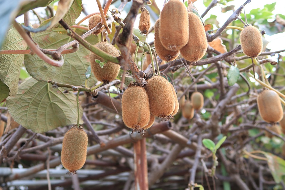 A Complete Guide On Kiwi Fruit Farming In Kenya