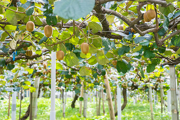 Kniffin system on kiwi fruit farming in kenya