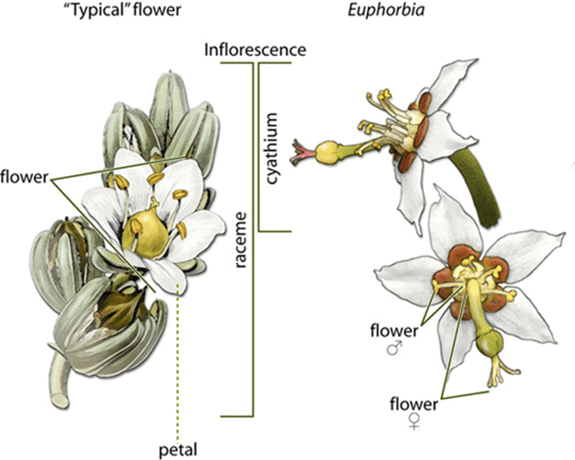 Diagram of the structure of a euphorbia  flower