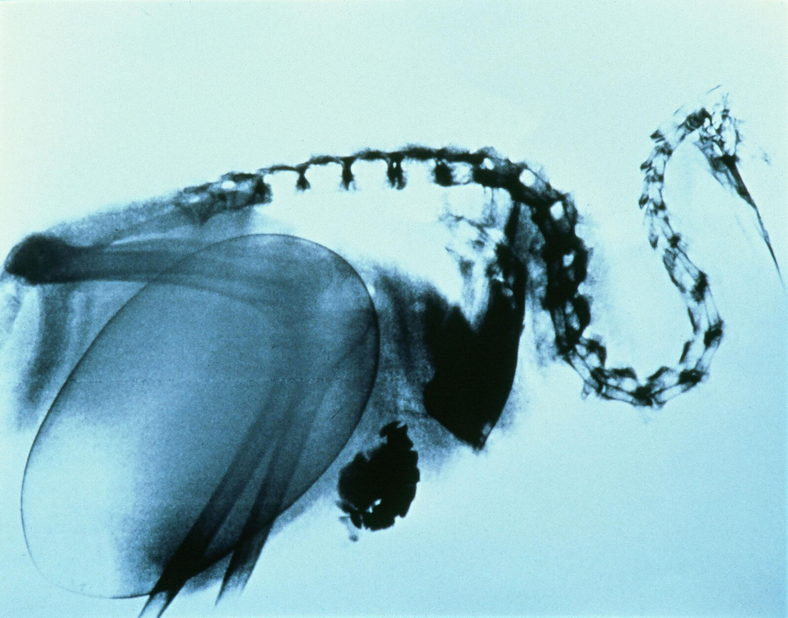 An X-ray of a female kiwi before she lays her egg. Otorohanga Kiwi House