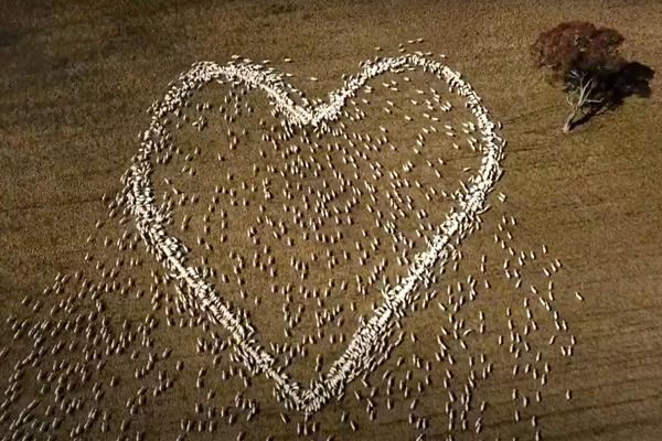 In this image taken from video, sheep form the shape of a heart in a field in Guyra, northern New South Wales, Australia, Thursday, Aug. 5, 2021. Ben Jackson, a sheep farmer stuck in lockdown, was unable to attend his aunt's funeral, has honored her memory with the ultimate tribute, sheep organized in the shape of a love heart. (Ben Jackson via AP)