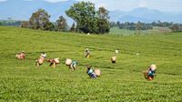 tea-nandi tea-nandi